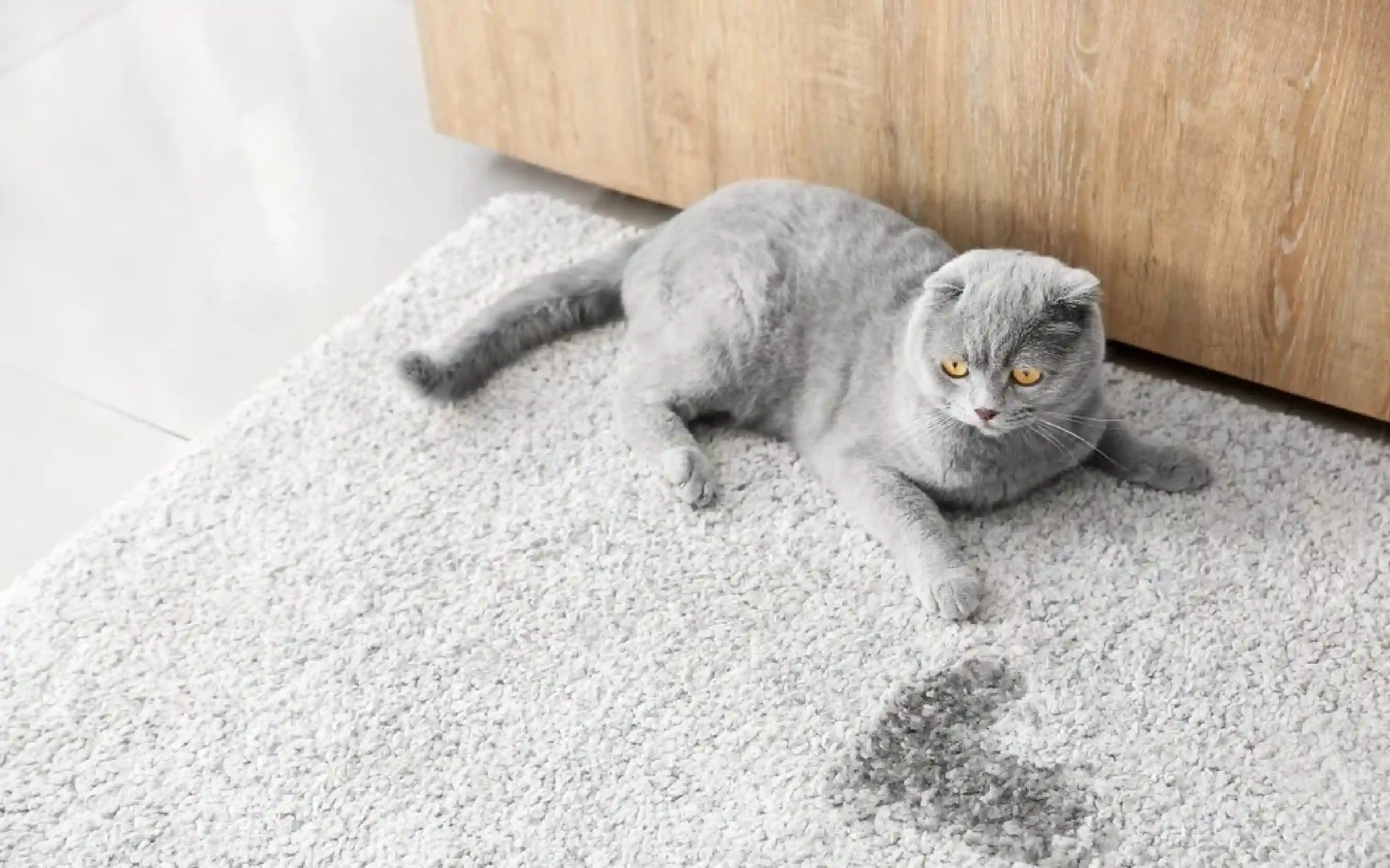 carpet cleaning, carpet cleaners, cleaning services, cleaning services in Nassau, cleaning services in Nassau, carpet cleaning in Nassau, carpet cleaning in Nassau, carpet cleaning Nassau, carpet cleaners in Nassau, carpet cleaners in Nassau, carpet cleaning services, Nassau carpet cleaning, Nassau carpet cleaning, Nassau carpet cleaners, Nassau carpet cleaning services, rug cleaning, rug cleaners, Nassau rug cleaning, Nassau rug cleaners, rug cleaning in Nassau
